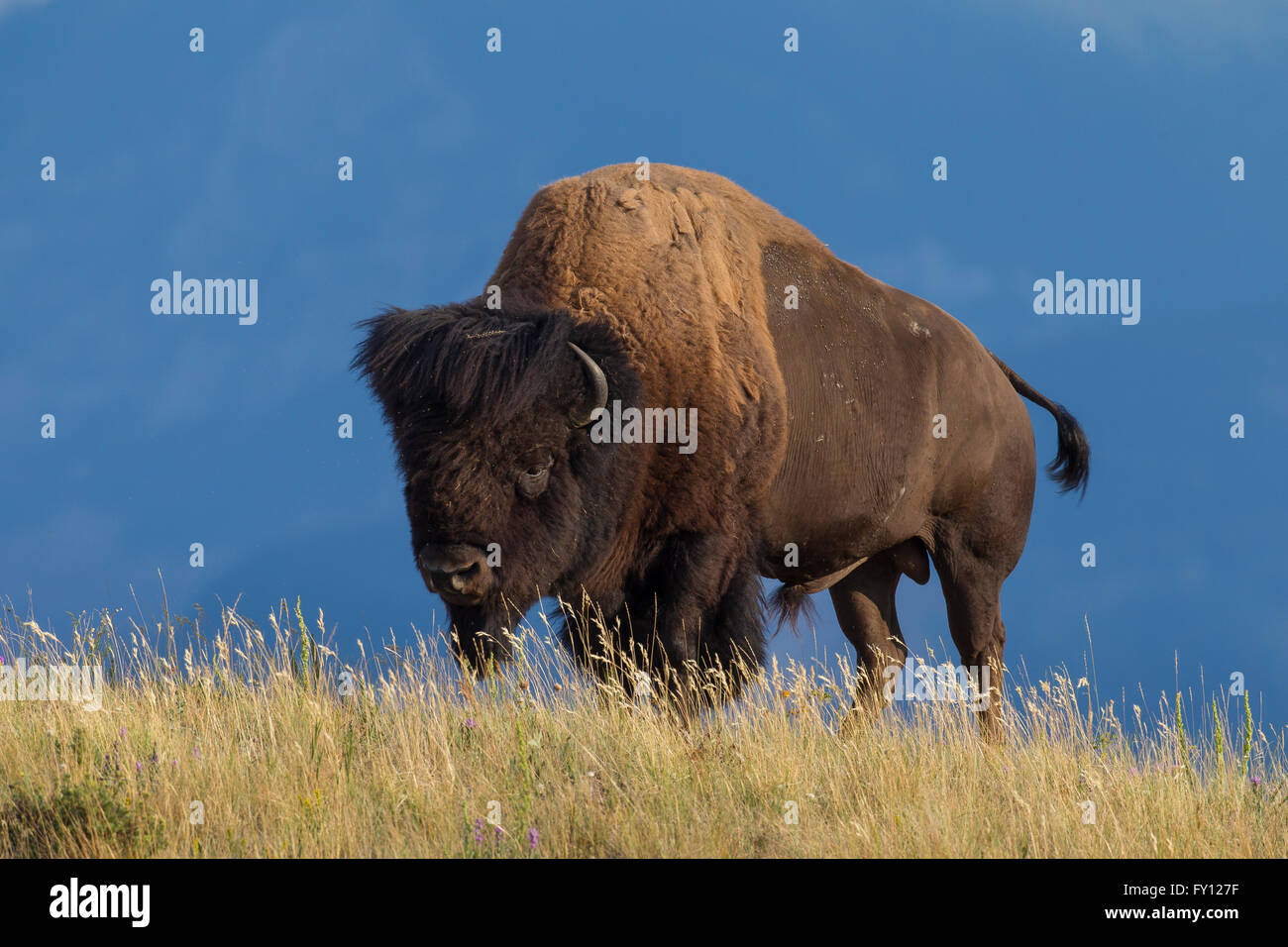 Amerikanischer Bison / American Buffalo (Bison Bison) Stier im Sommer, Waterton Lakes National Park, Alberta, Kanada Stockfoto