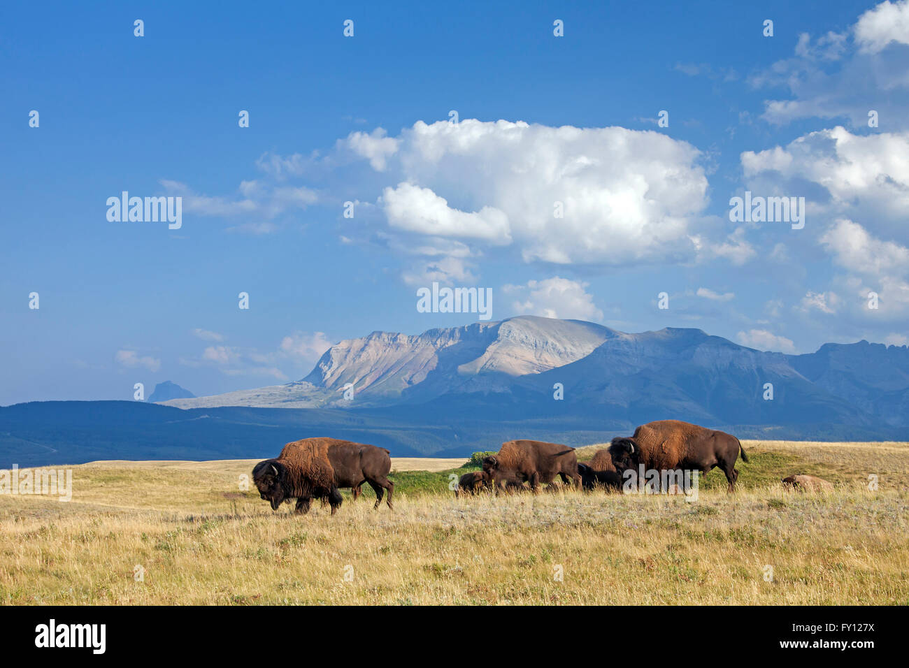 Amerikanischer Bison / American Buffalo (Bison Bison) Herde im Sommer, Waterton Lakes National Park, Alberta, Kanada Stockfoto