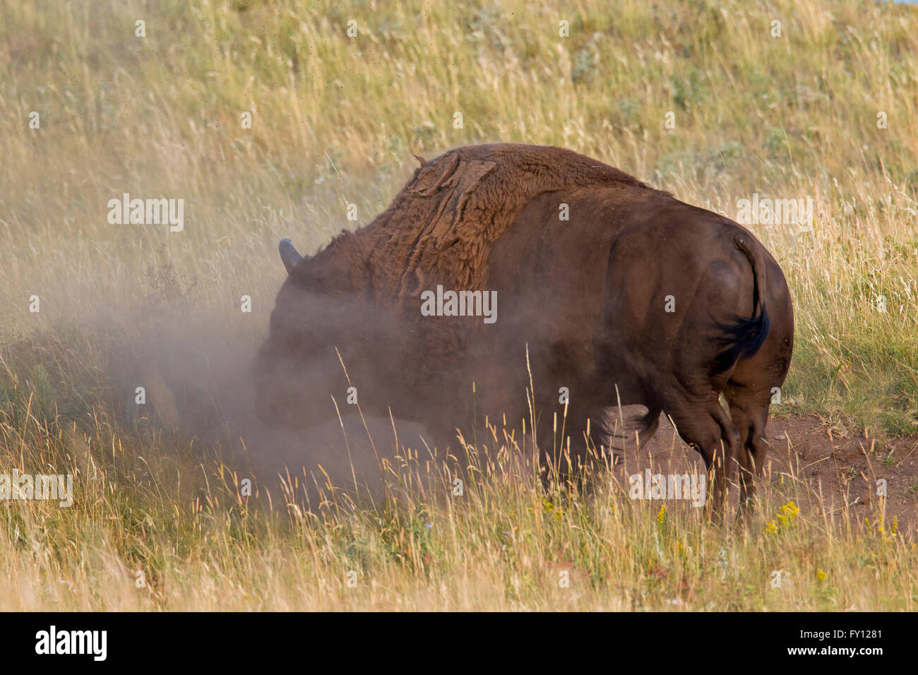 Amerikanischer Bison / American Buffalo (Bison Bison) Stier nehmen ein Sandbath, Waterton Lakes National Park, Alberta, Kanada Stockfoto