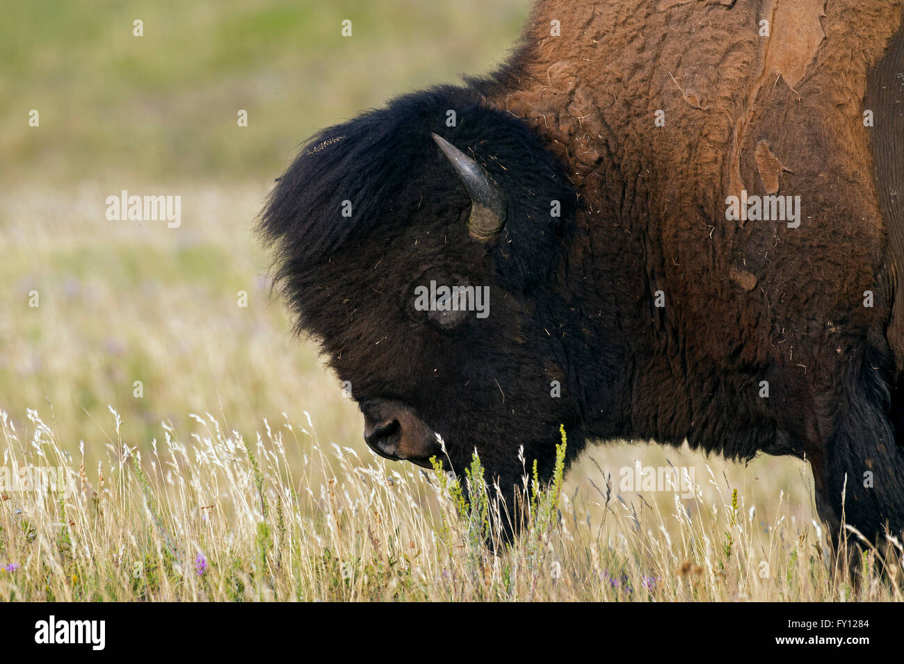 Amerikanischer Bison / American Buffalo (Bison Bison) Nahaufnahme Portrait von Bull im Sommerfell Stockfoto
