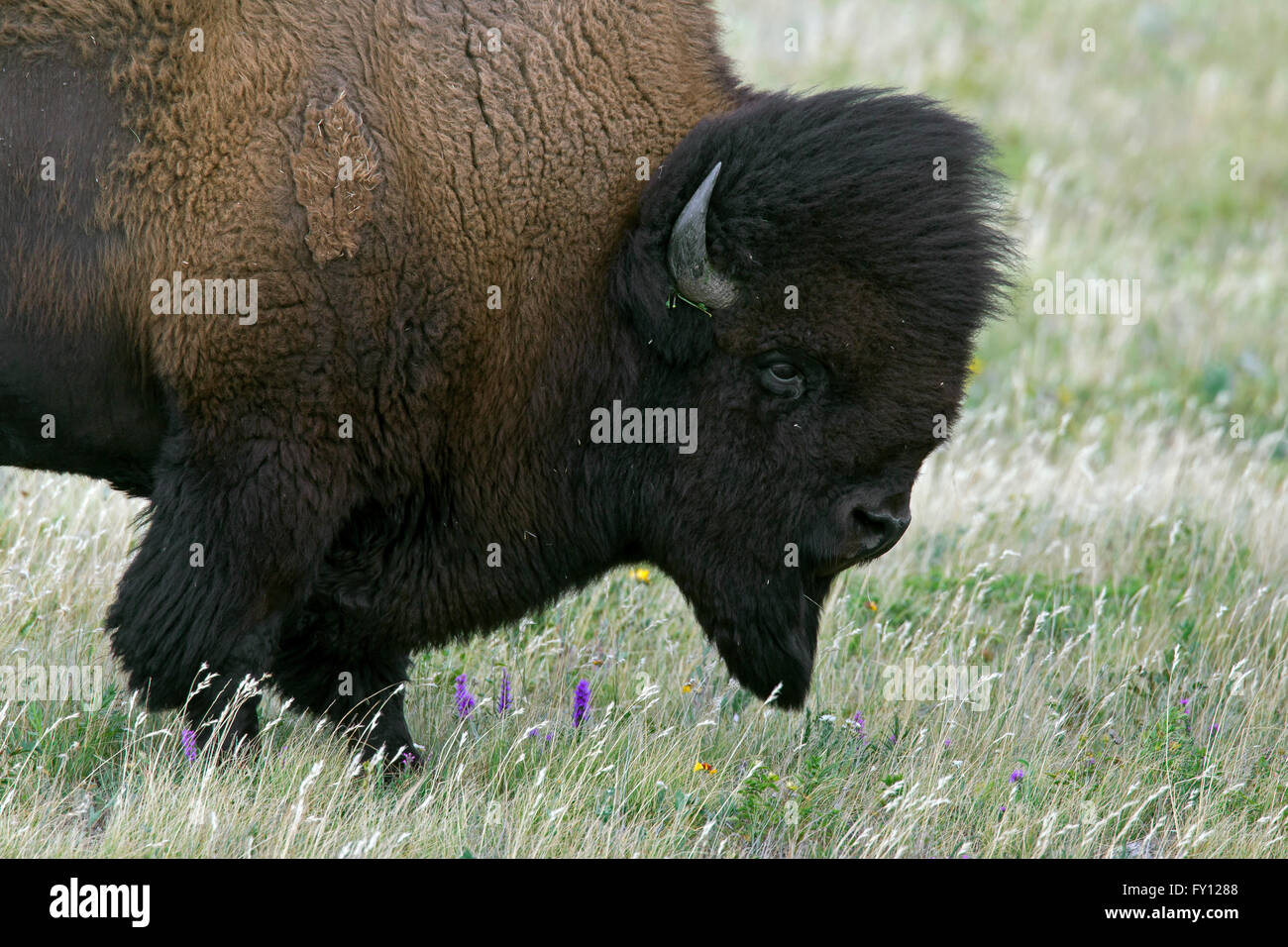 Amerikanischer Bison / American Buffalo (Bison Bison) Nahaufnahme Portrait von Bull im Sommerfell Stockfoto
