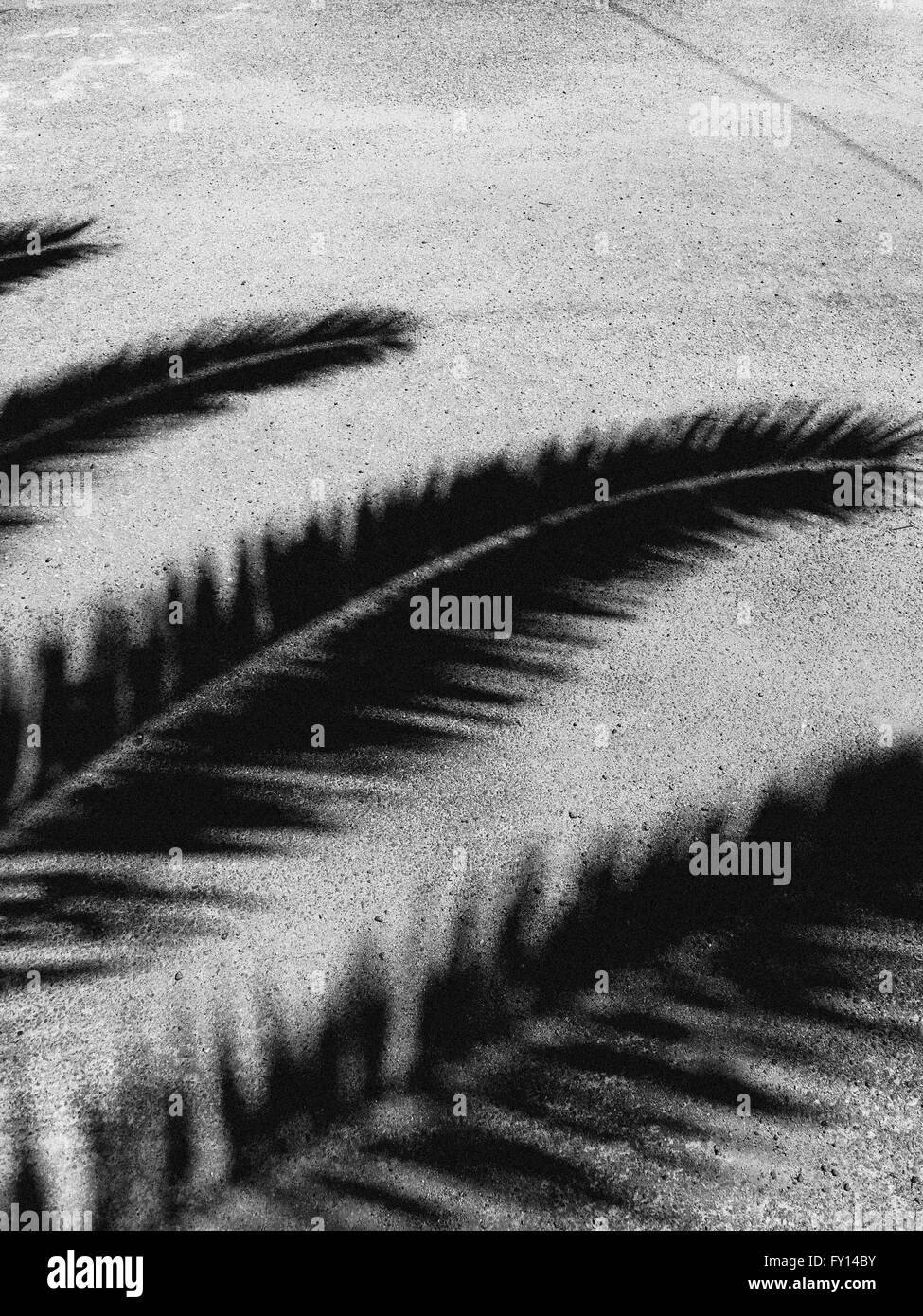 Detail der Palm Äste im Schatten Stockfoto