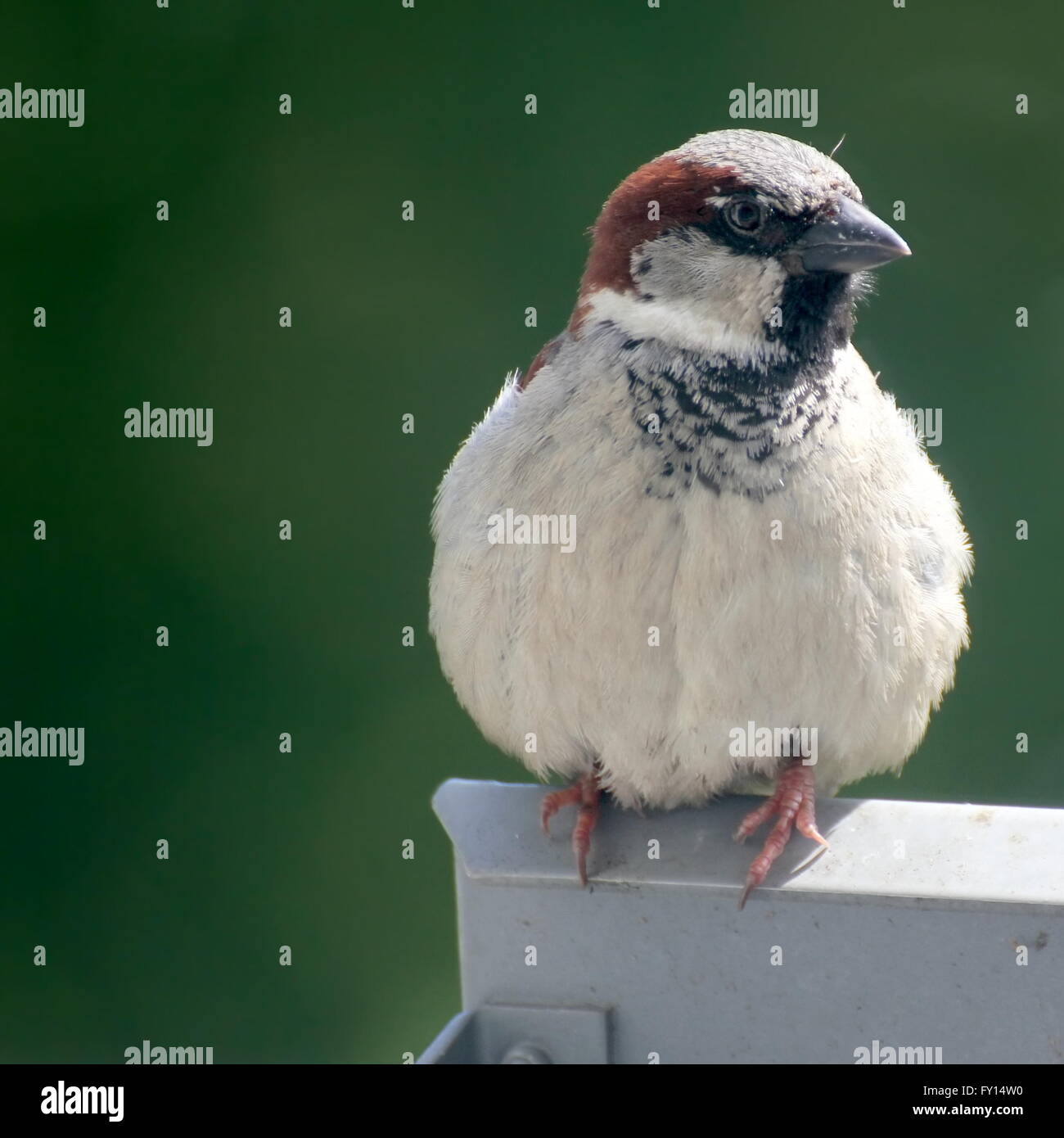 Männlicher Haussperling vor defokussierten Hintergrund Stockfoto