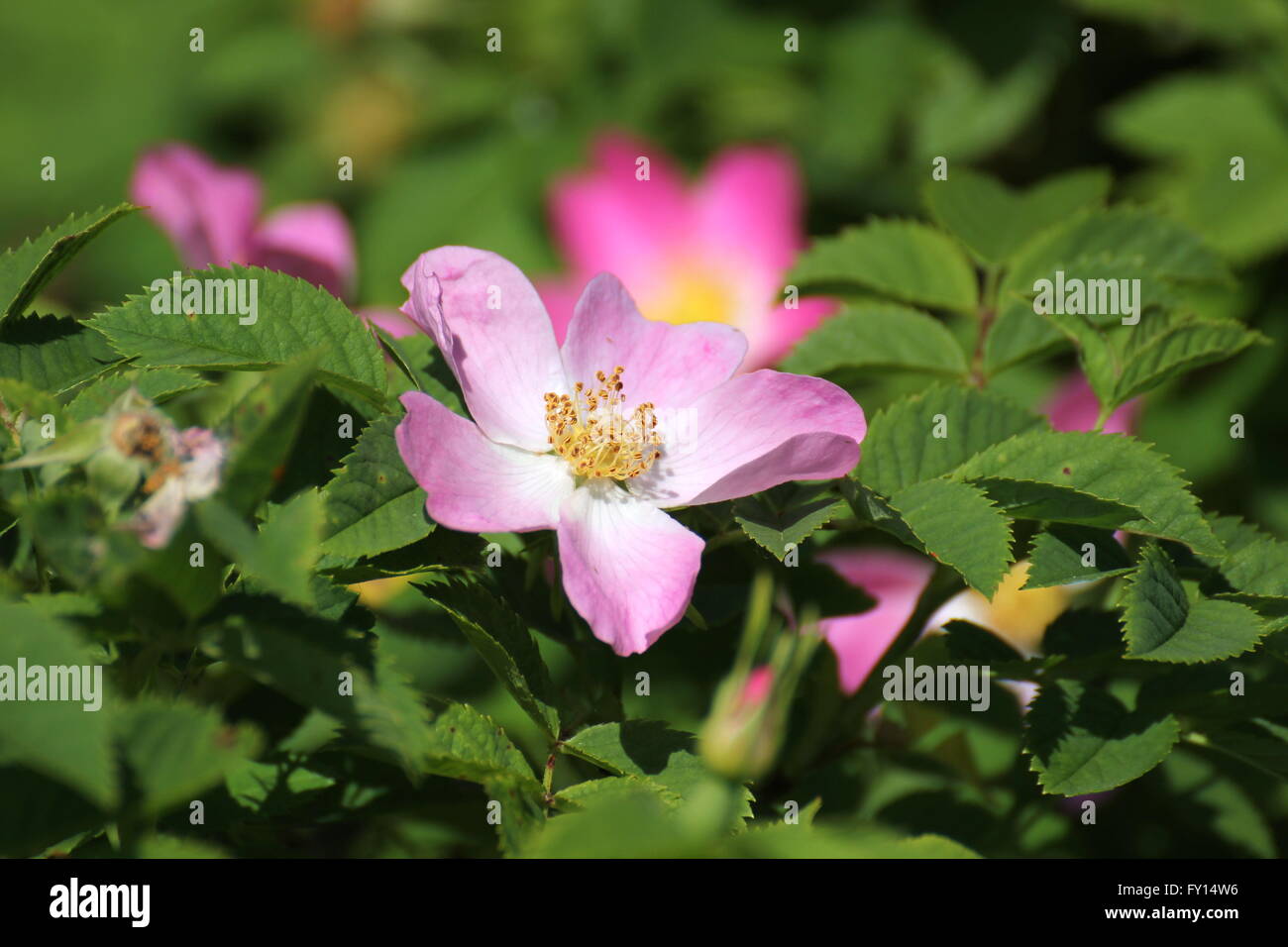 Blüte einer Rose (Rosa). Stockfoto