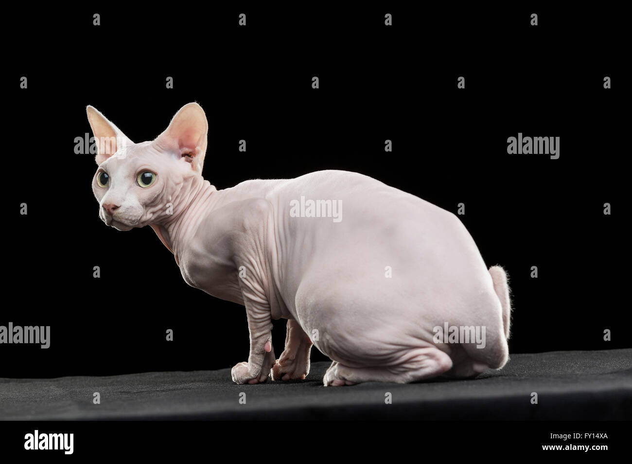 Nahaufnahme von alert Sphynx haarlose Katze wegsehen auf schwarzem Hintergrund Stockfoto