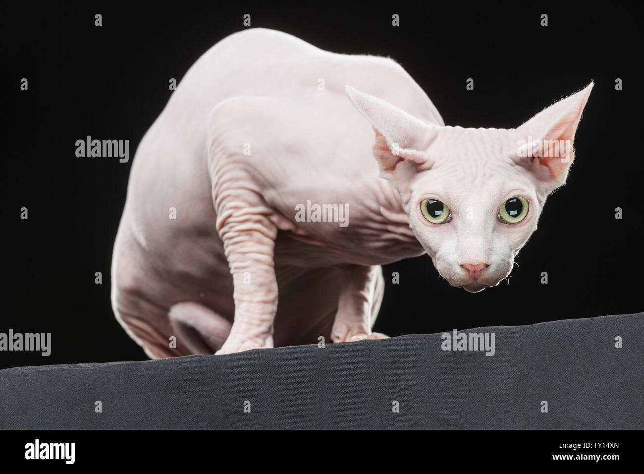 Close-up Portrait von haarlose Sphynx Katzen vor schwarzem Hintergrund Stockfoto