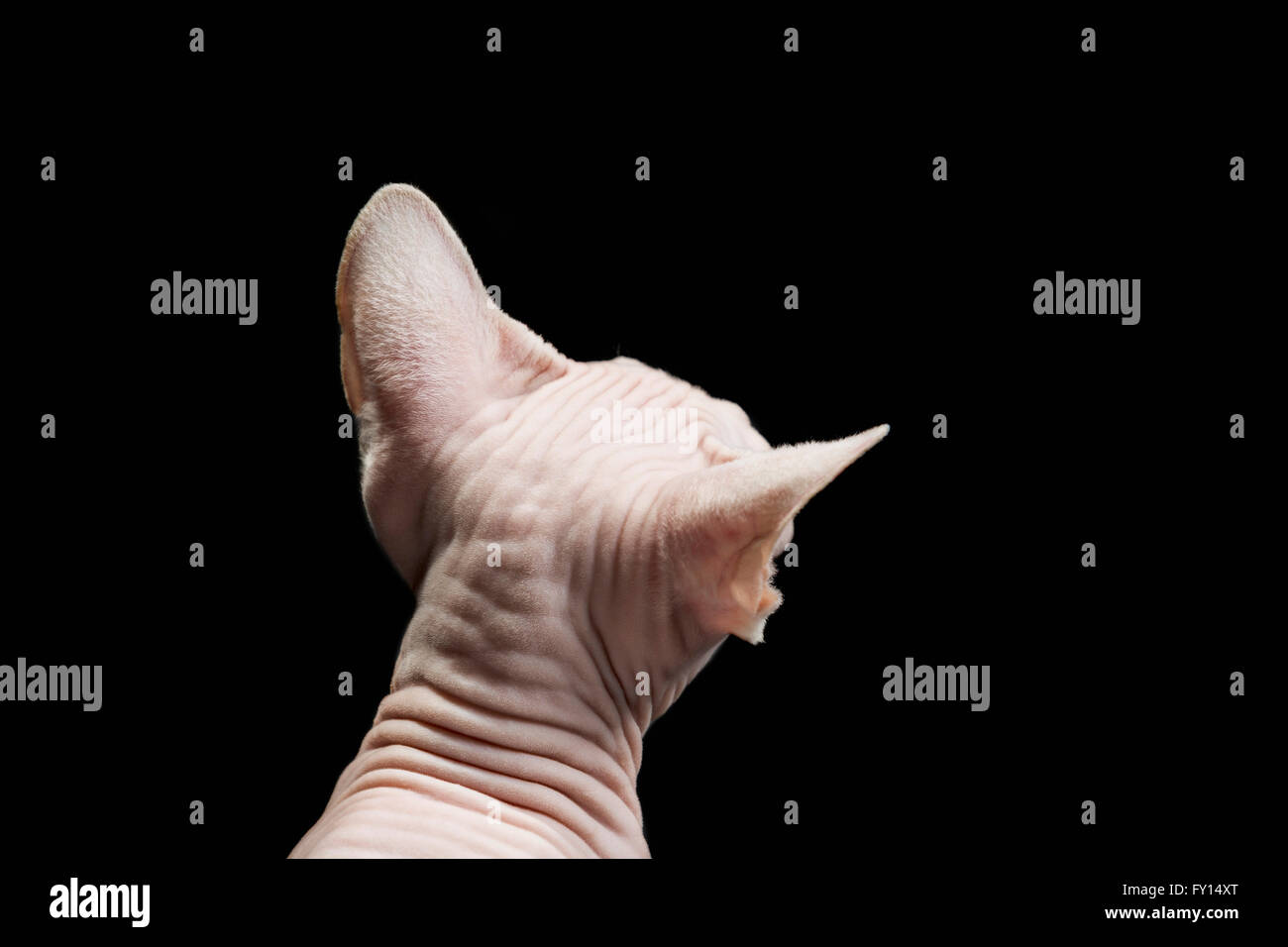 Rückansicht des haarlose Sphynx Katzen vor schwarzem Hintergrund Stockfoto