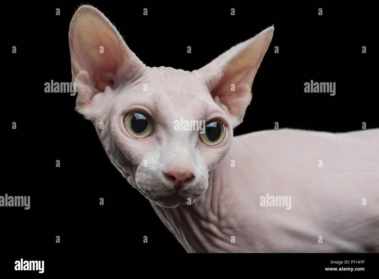 Nahaufnahme der Sphynx haarlose Katze wegsehen auf schwarzem Hintergrund Stockfoto