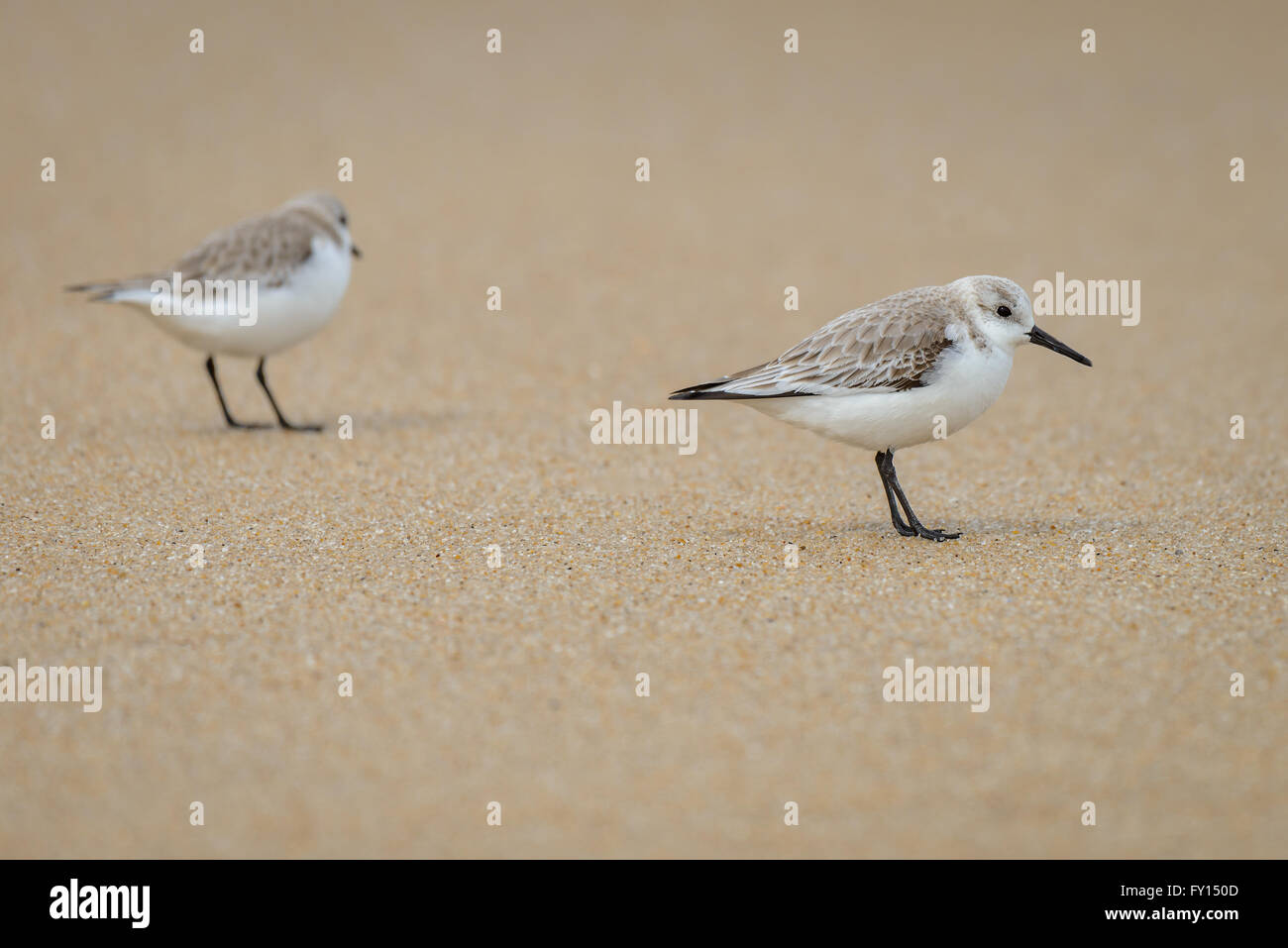 Zwei Zwergstrandläufer (Calidris Minuta) am Meer Stockfoto