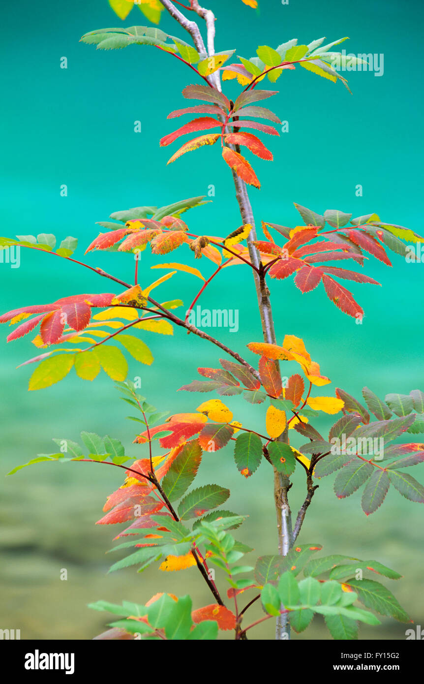 Eberesche Baum im Herbst Farbe, Yoho See im Hintergrund, Yoho Nationalpark, Britisch-Kolumbien, Kanada Stockfoto