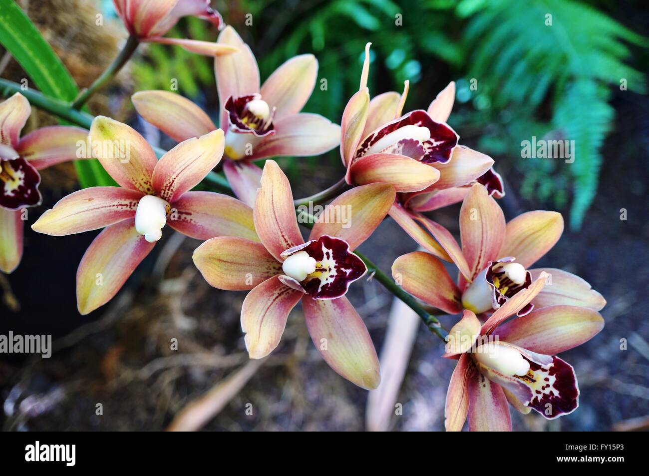 Orange-braunen Orchidee Blüte Dendrobium Stockfoto
