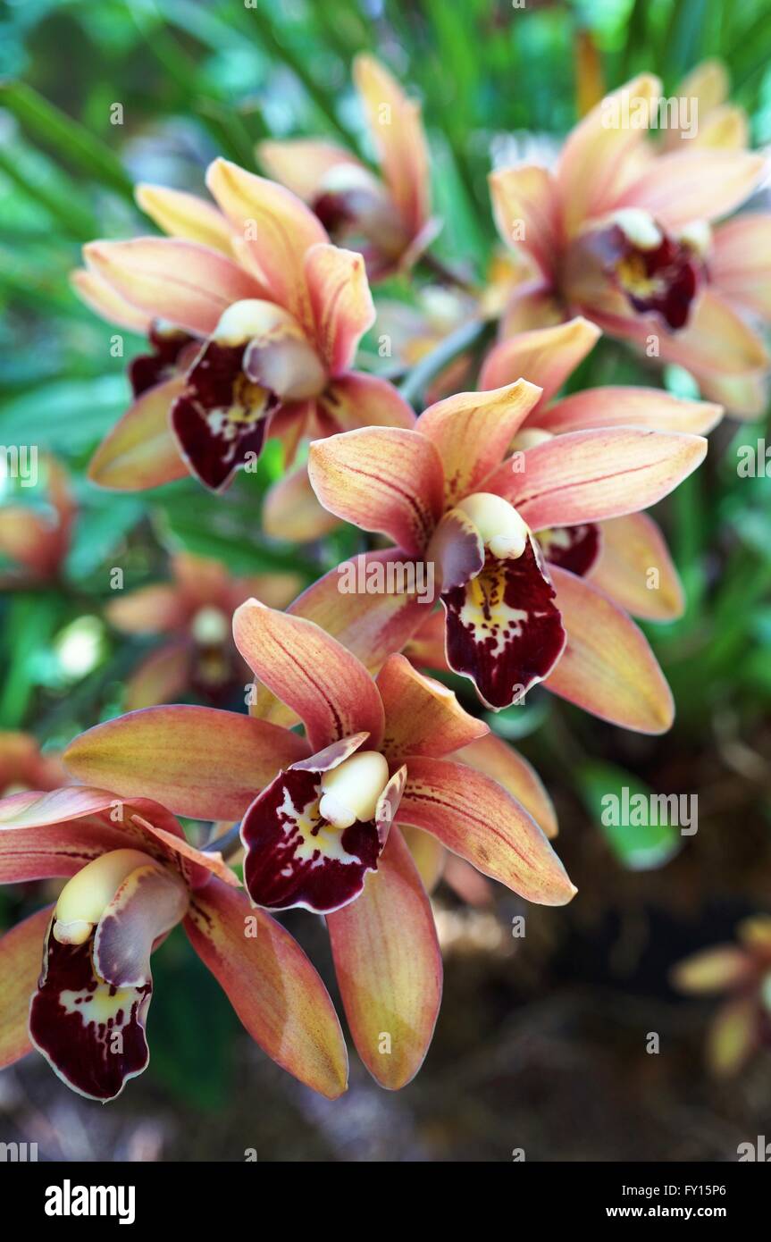 Orange-braunen Orchidee Blüte Dendrobium Stockfoto