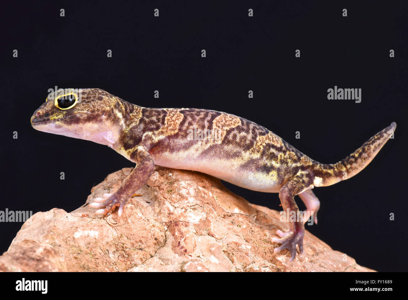 Afrikanische krallenbewehrten Gecko (Holodactylus Africanus) Stockfoto