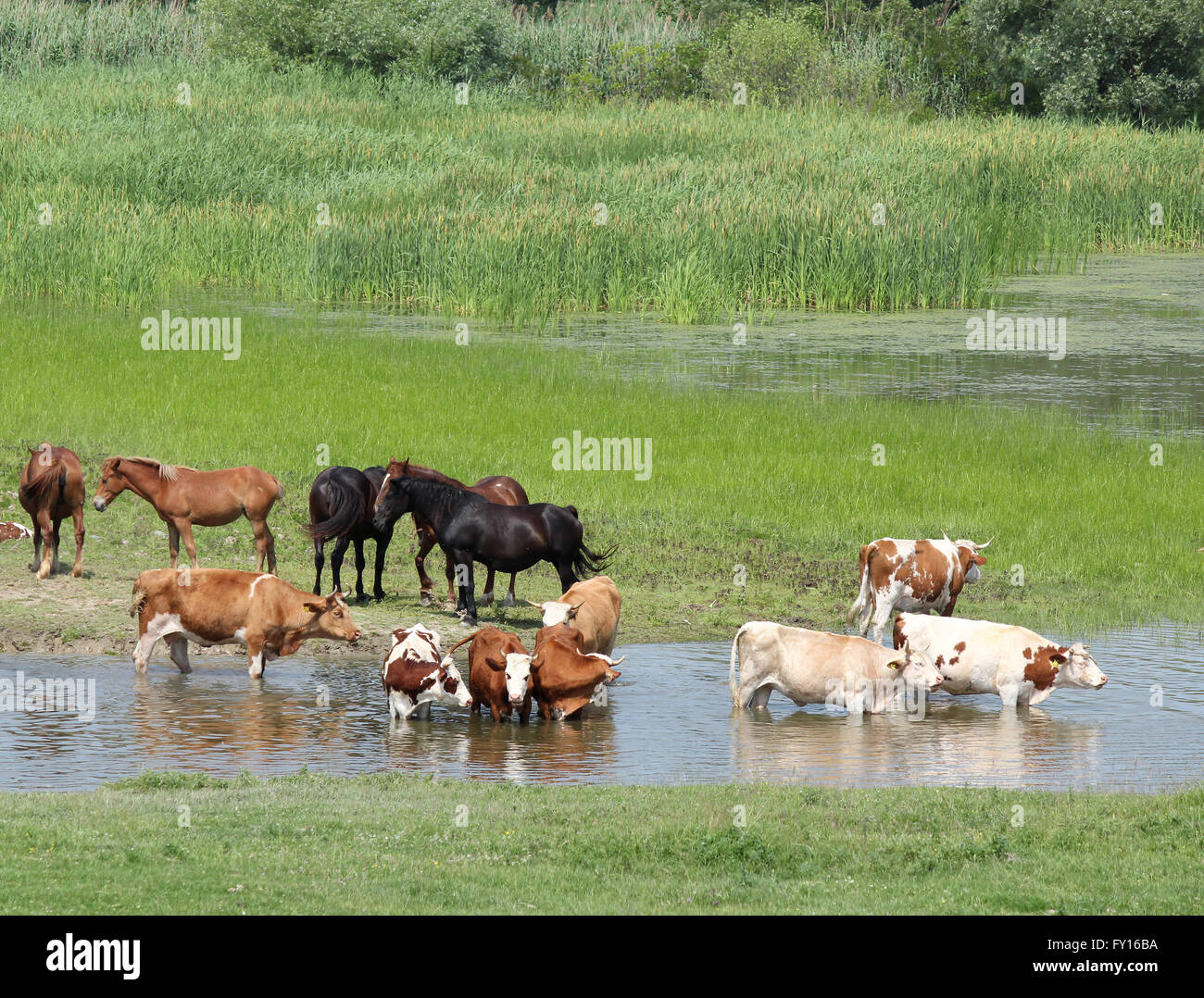 Bauernhoftiere am Fluss Stockfoto