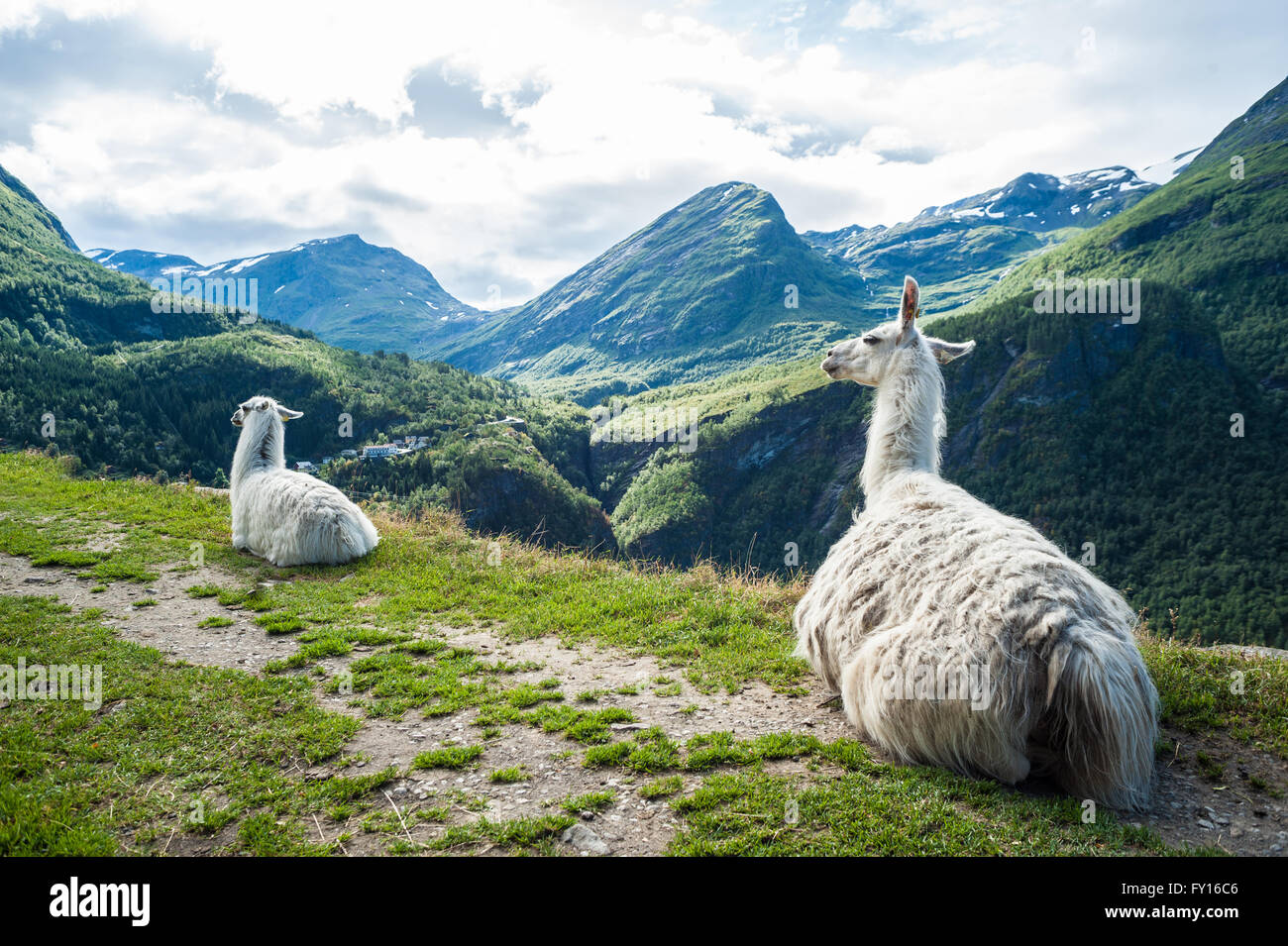 Zwei weiße Lamas Sitzen auf einem kleinen Pfad mit wunderschönen Berglandschaft im Hintergrund Stockfoto