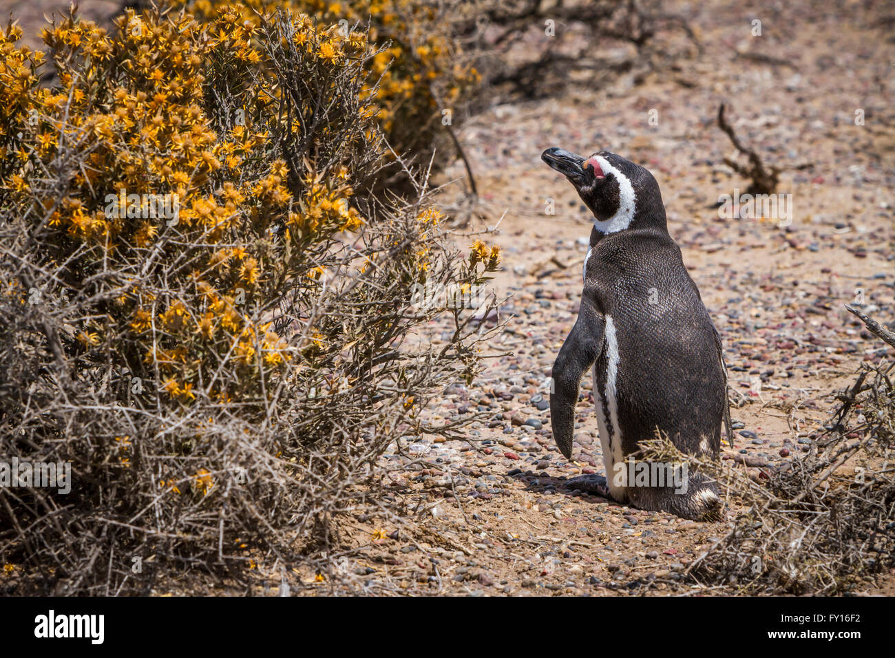 Der Magellan Pinguin (Spheniscus Magellanicus) an ihre Kolonie in Punta Tombo, Argentinien, Südamerika. Stockfoto