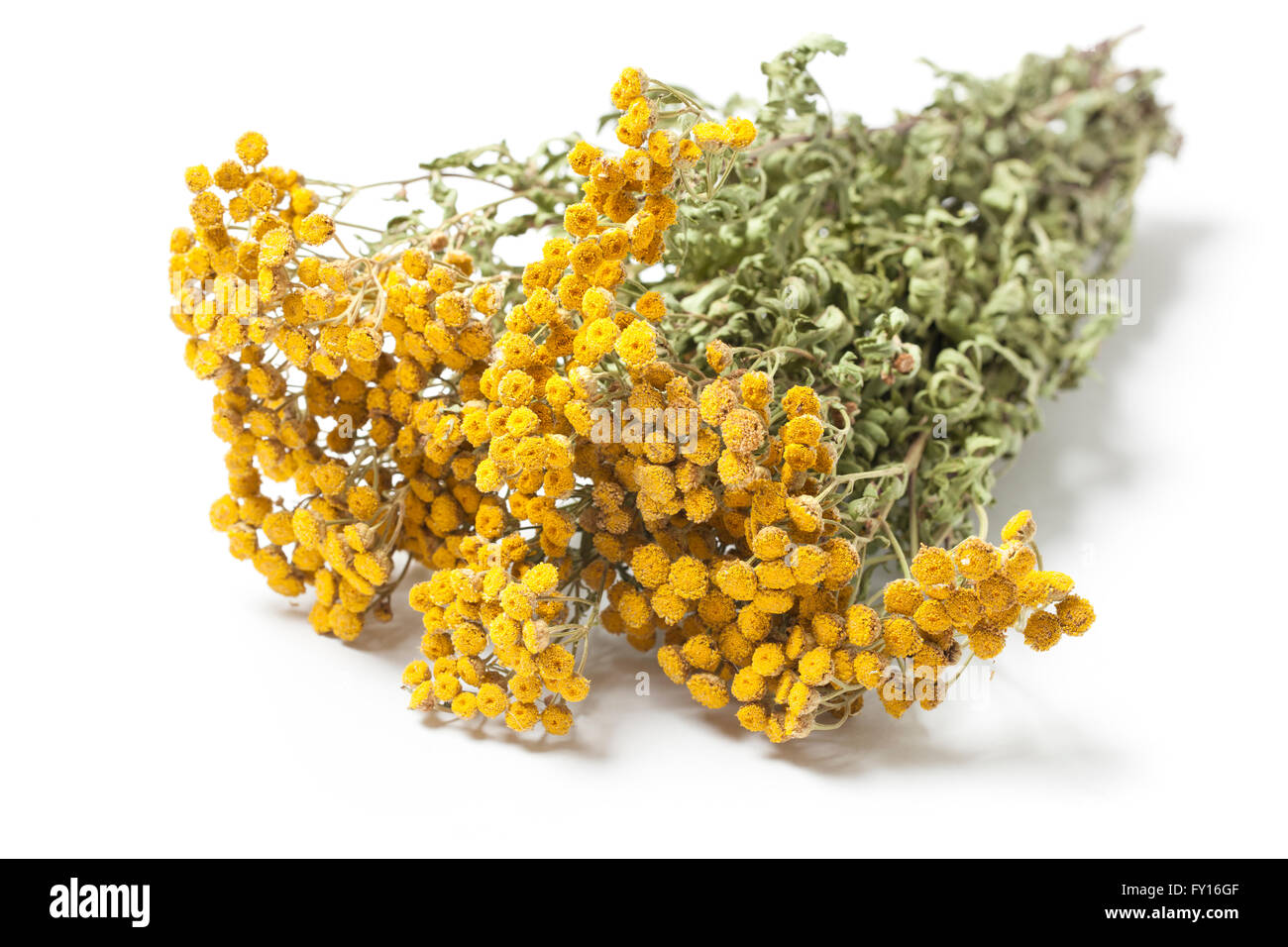 Getrocknete Zweige der ein Kraut Rainfarn - Tanacetum Vulgare oder gemeinsame Rainfarn, auch bittere Schaltflächen isoliert auf weißem Hintergrund. Stockfoto