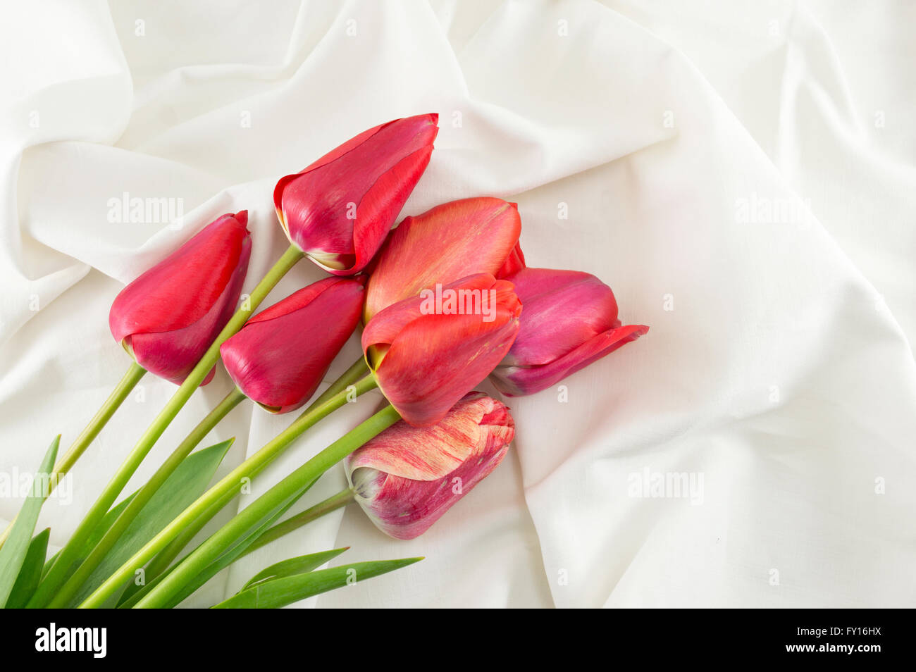 Rote Tulpen auf dem seidigen weißen Stoff Stockfoto