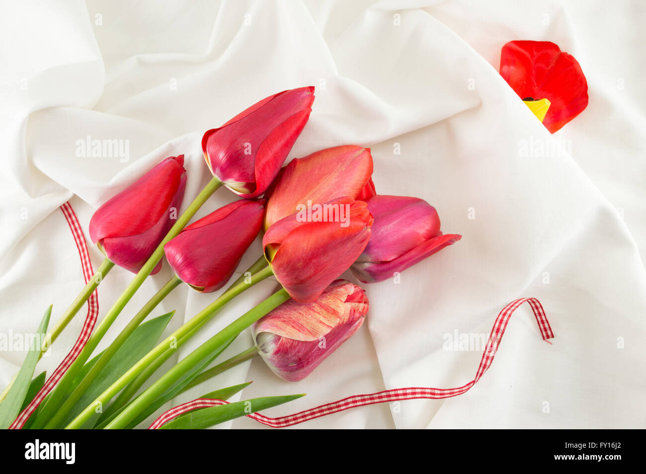 Rote Tulpen auf dem seidigen weißen Stoff Stockfoto