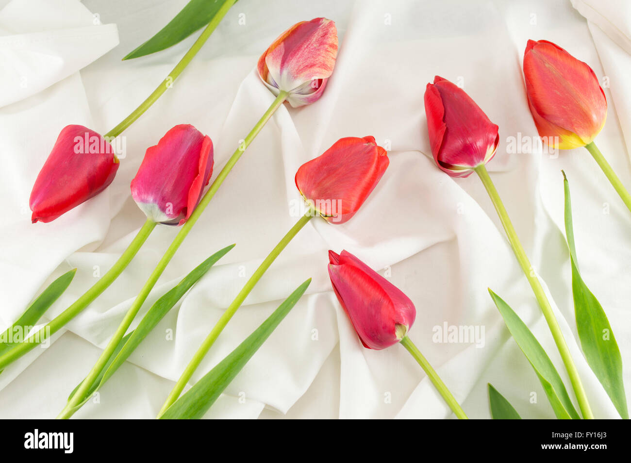 Rote Tulpen auf dem seidigen weißen Stoff Stockfoto