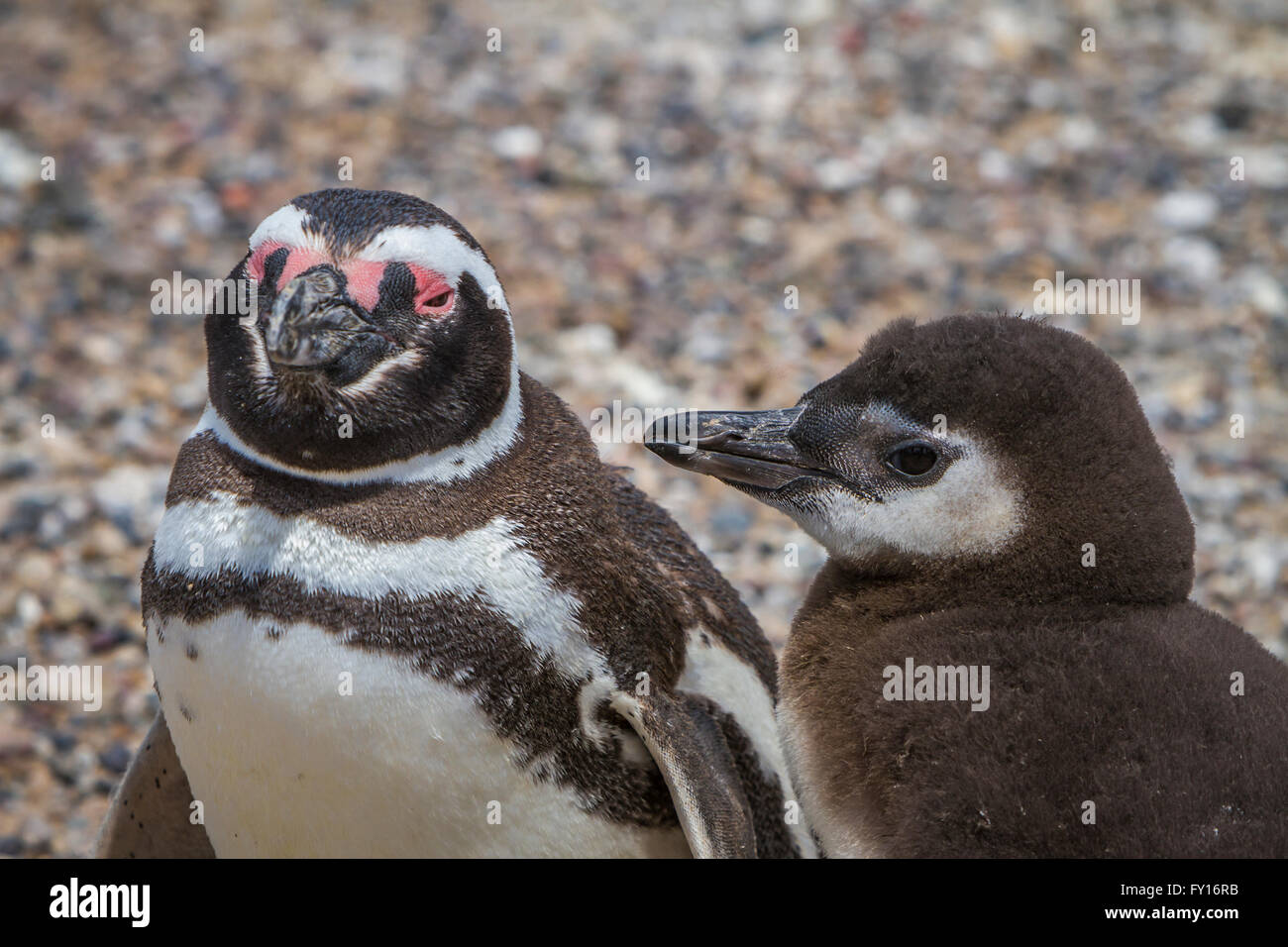 Der Magellan Pinguin (Spheniscus Magellanicus) an ihre Kolonie in Punta Tombo, Argentinien, Südamerika. Stockfoto