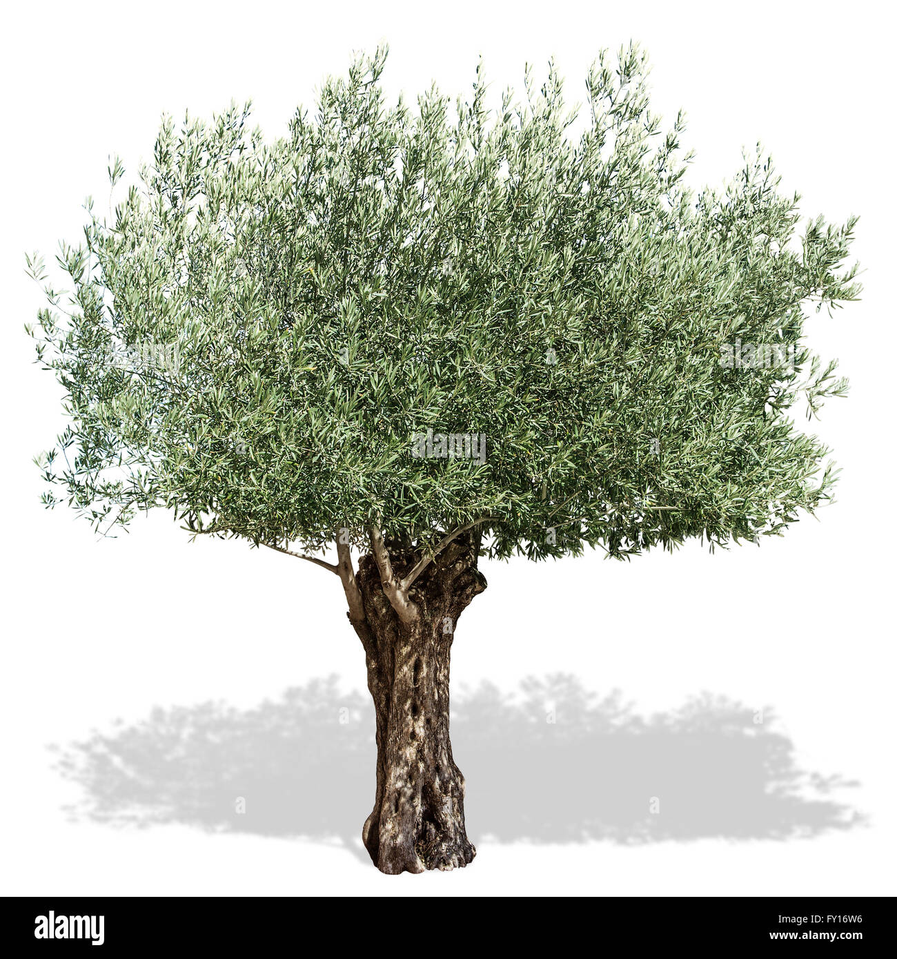 Olivenbaum auf einem weißen Hintergrund. Clipping-Pfad. Stockfoto