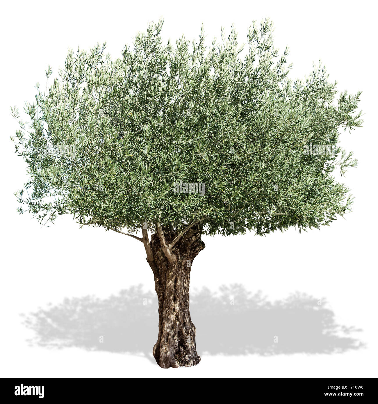 Olivenbaum auf einem weien Hintergrund. Clipping-Pfad Stockfotografie -  Alamy