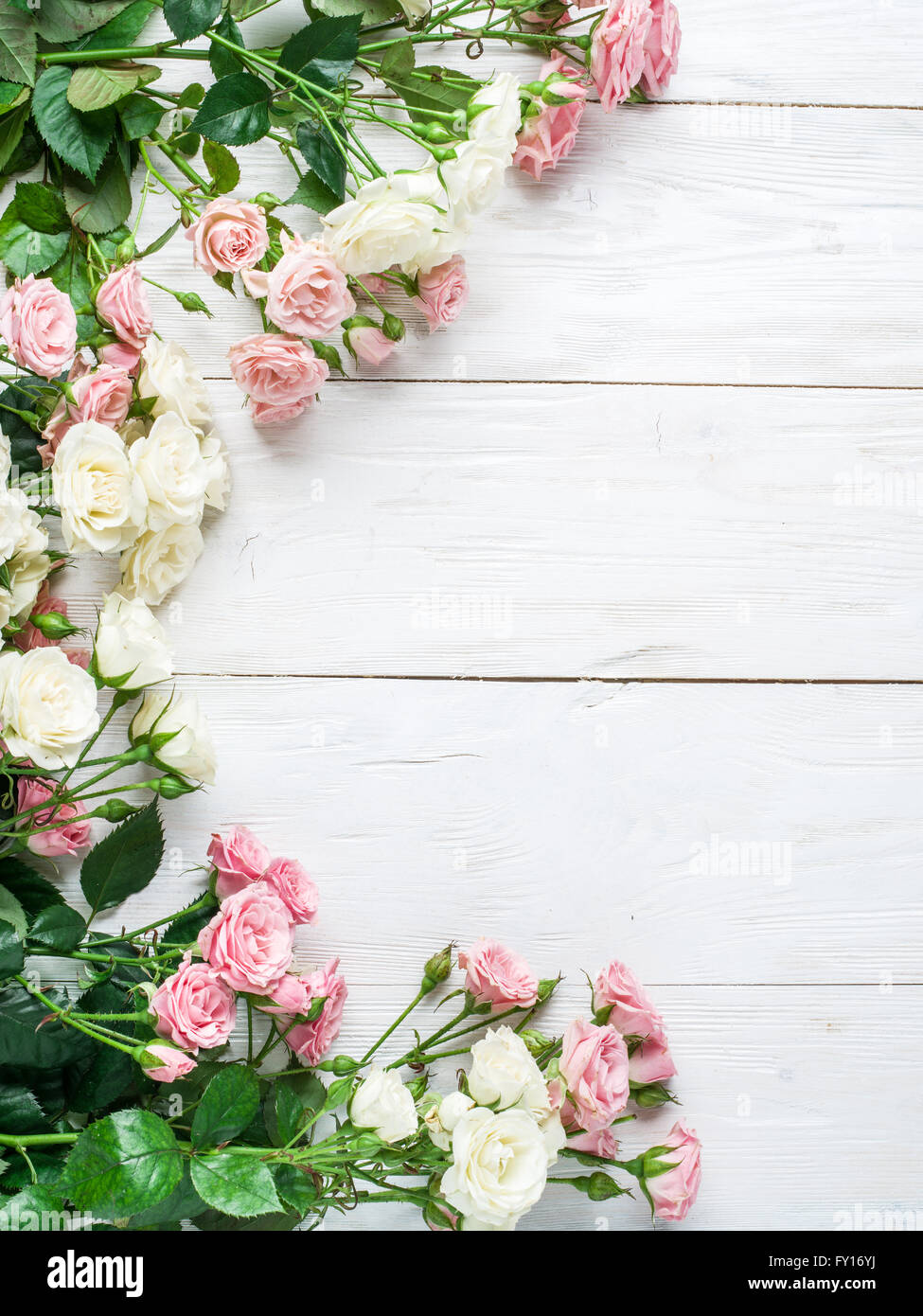 Zarte frische Rosen auf dem weißen Hintergrund aus Holz. Stockfoto