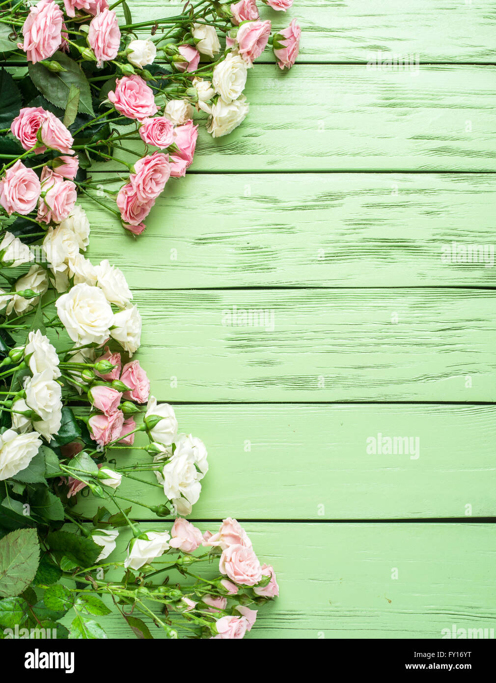 Zarte frische Rosen auf grünem Holz Hintergrund. Stockfoto