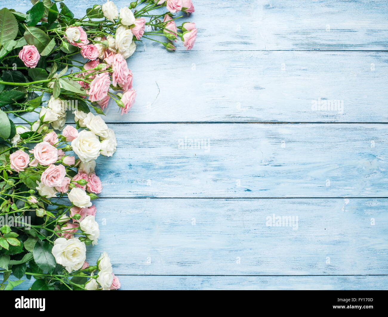 Zarte frische Rosen auf dem blauen Hintergrund aus Holz. Stockfoto