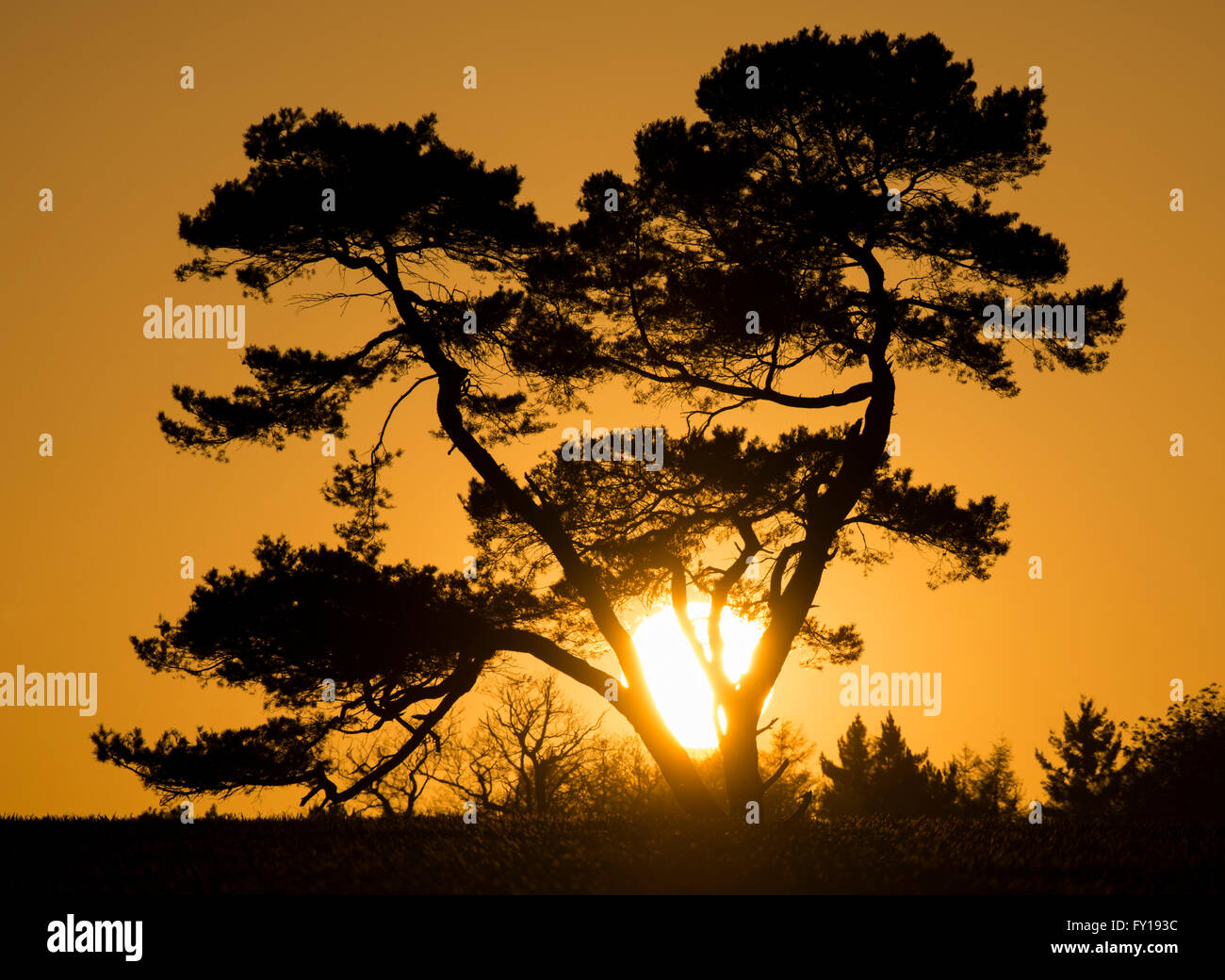 Sonnenuntergang Silhouetten einen Baum im Sutton Maddock in Shropshire, UK Stockfoto