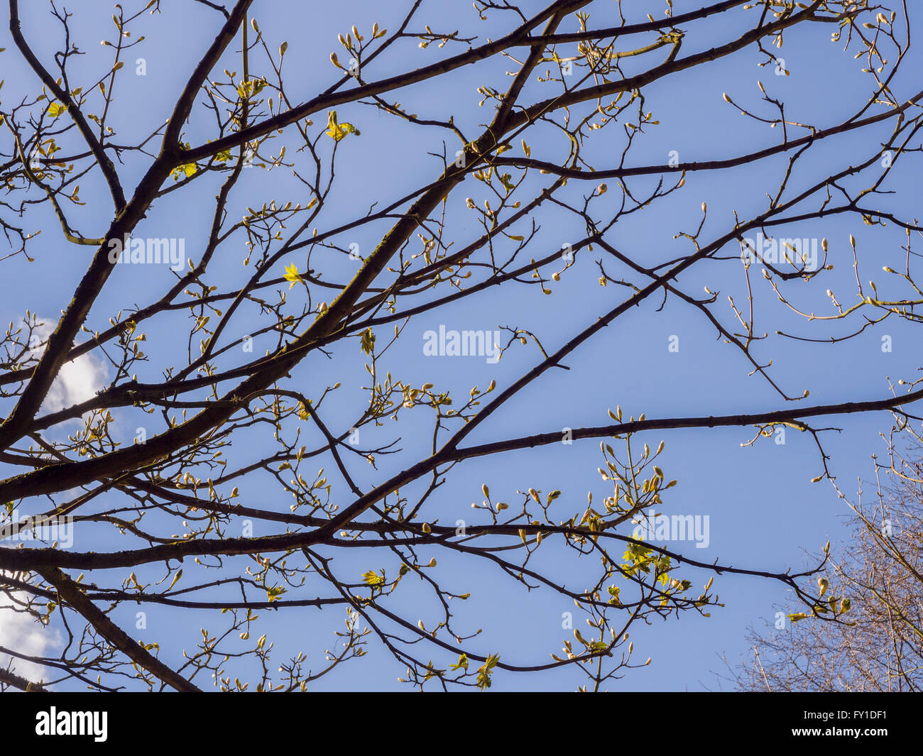 Rivington, Lancashire, UK. 19. April 2016, frühe Anzeichen des Frühlings mit Baum platzen ins Leben mit dem vorliegenden Sprintime Wetter. © Sue Burton/Alamy Live-Nachrichten Stockfoto