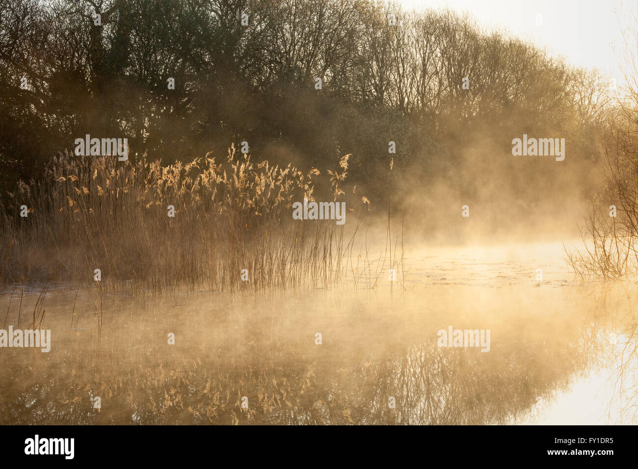 Barton-upon-Humber, North Lincolnshire, UK. 20. April 2016. Nebel steigt aus einem Natur-Reservat-Teich an einem sonnigen Frühlingsmorgen. Bildnachweis: LEE BEEL/Alamy Live-Nachrichten Stockfoto