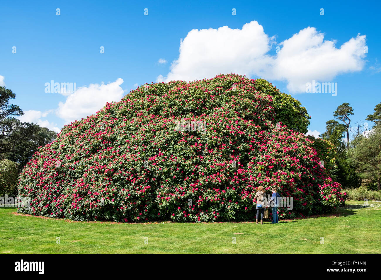 eine riesige Rhododendron-Busch am Tregothnan Anwesen in der Nhe von Truro  in Cornwall, Grobritannien Stockfotografie - Alamy