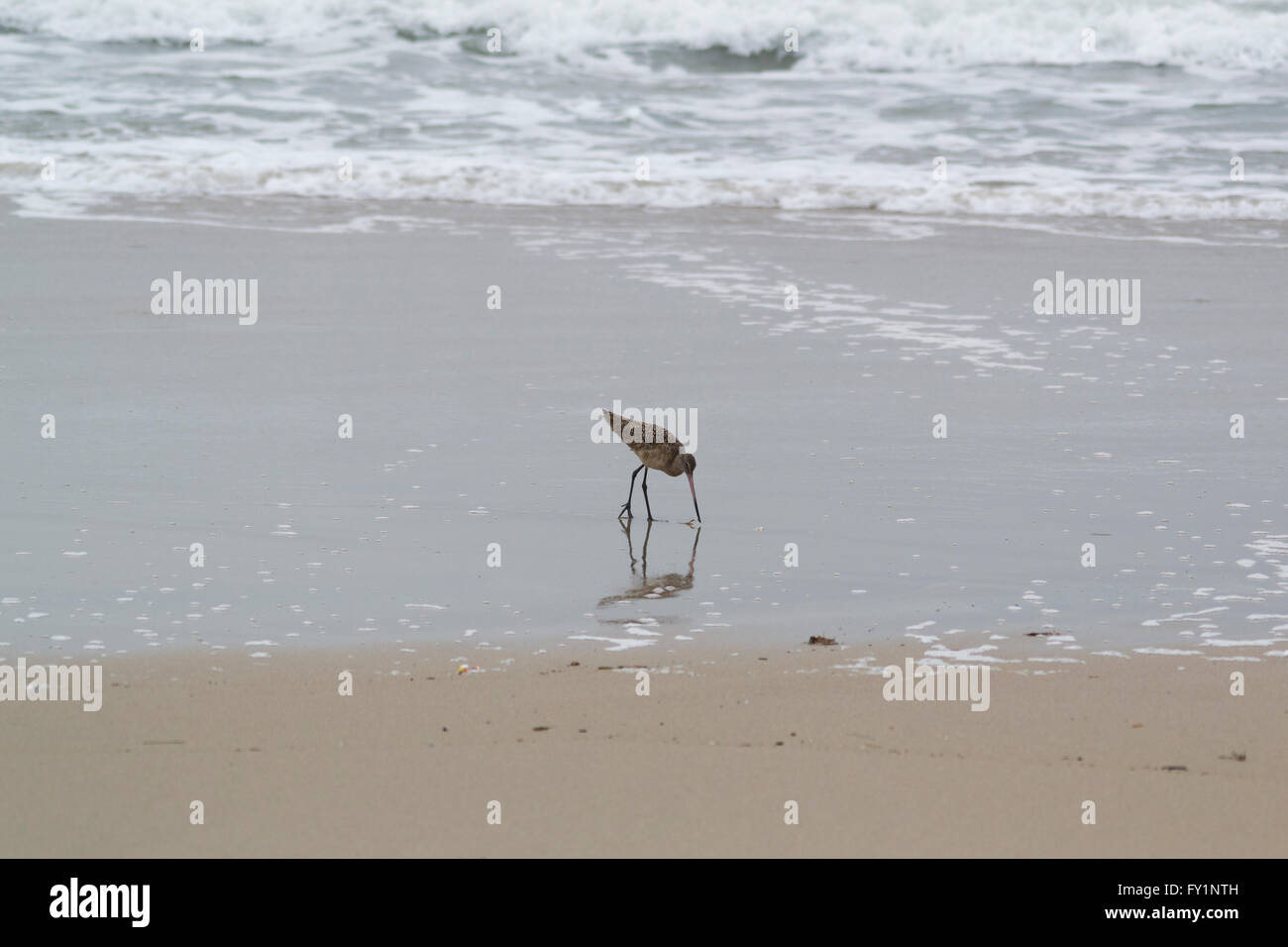 Marmorierte Uferschnepfe, eine große Shorebird mit nach oben gebogen Rechnung sondieren den Sand in Huntington Beach, Kalifornien. Stockfoto