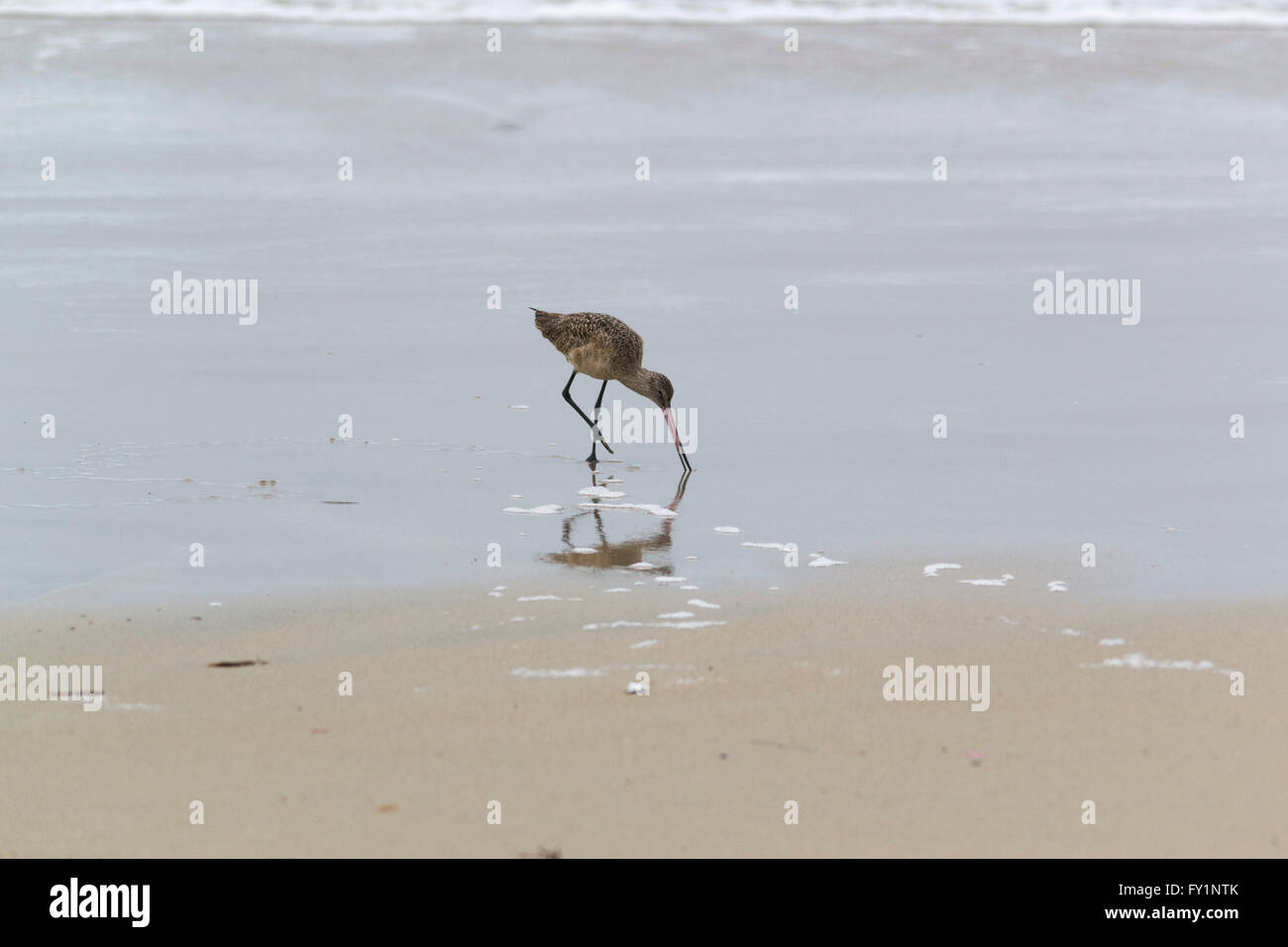 Marmorierte Uferschnepfe, eine große Shorebird mit nach oben gebogen Rechnung sondieren den Sand in Huntington Beach, Kalifornien. Stockfoto