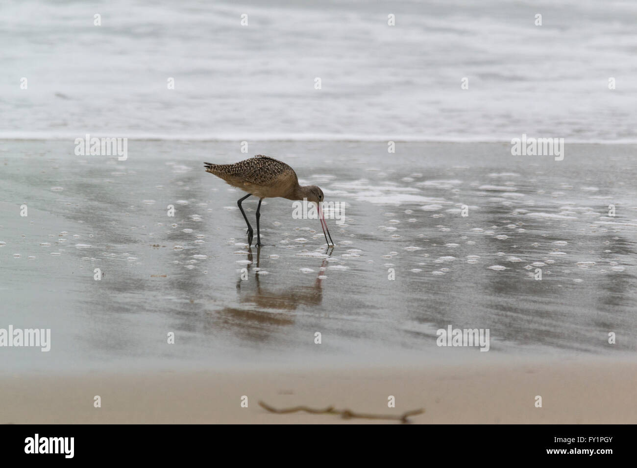 Marmorierte Uferschnepfe, eine große Shorebird mit nach oben gebogen Rechnung sondieren den Sand in Huntington Beach, Kalifornien. Stockfoto