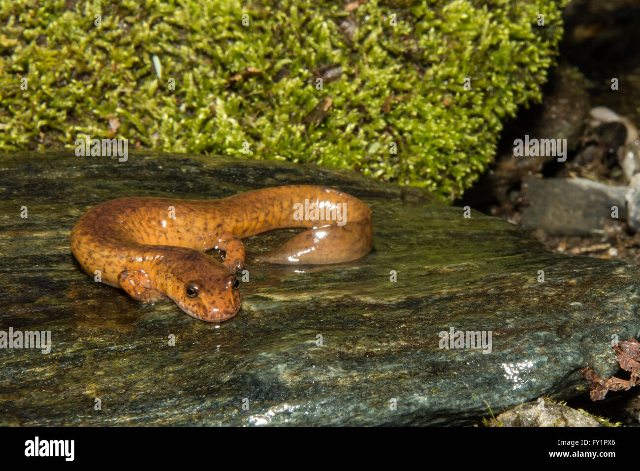 Nord Feder Salamander Stockfoto