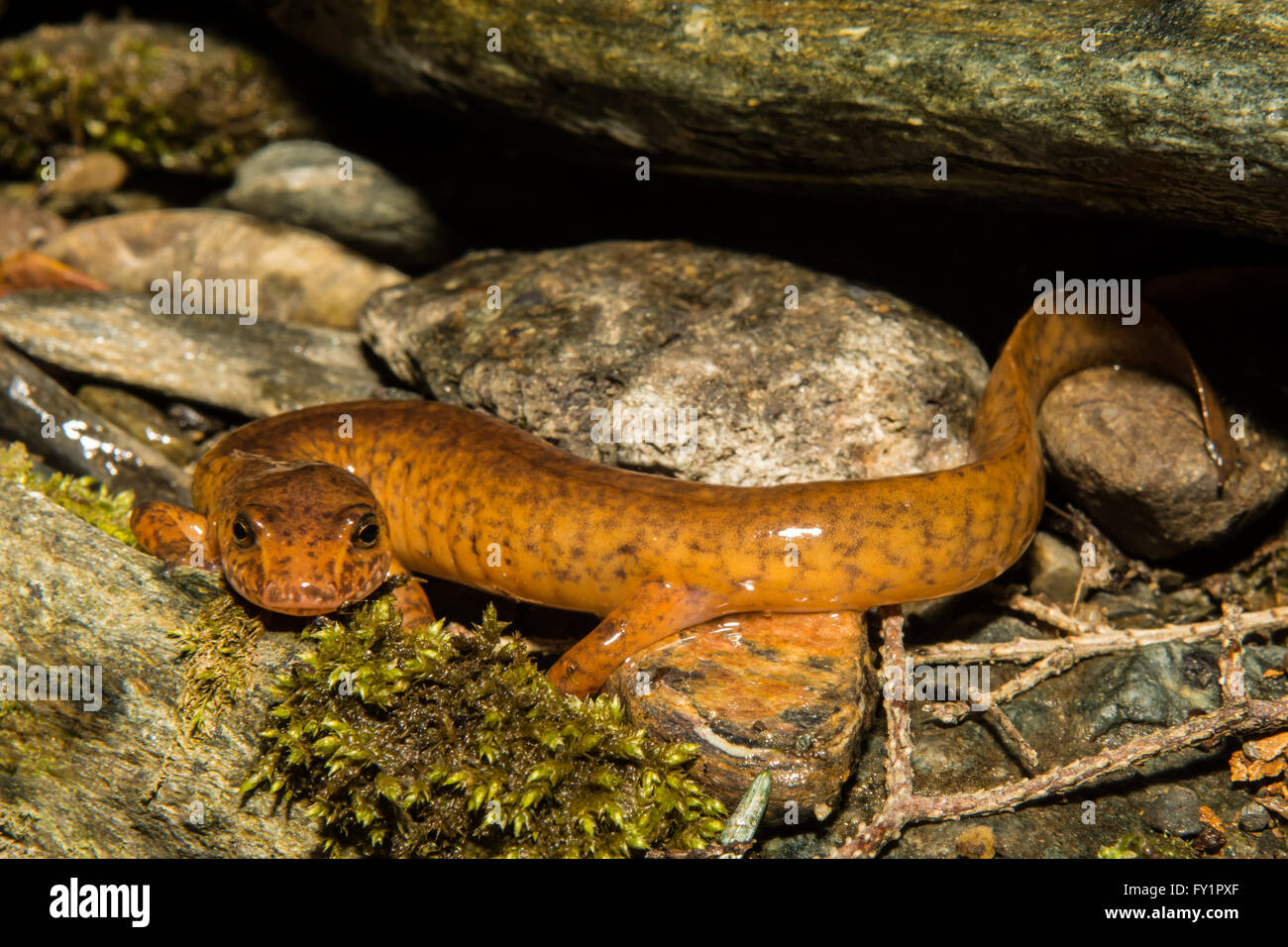 Nord Feder Salamander Stockfoto