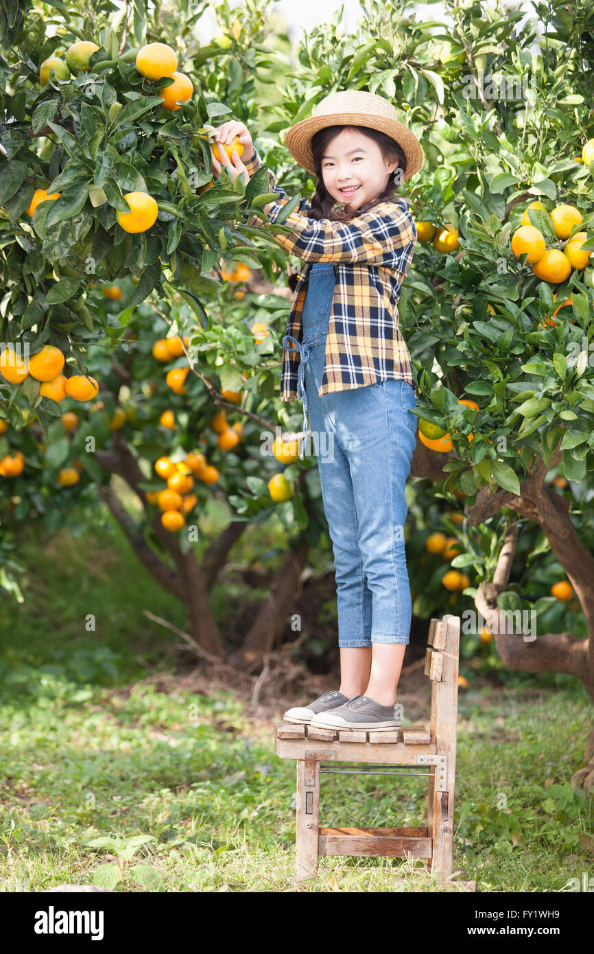 Mädchen stehen auf einem Stuhl und Kommissionierung einer Mandarine aus dem Baum auf dem Feld mit einem Lächeln Stockfoto