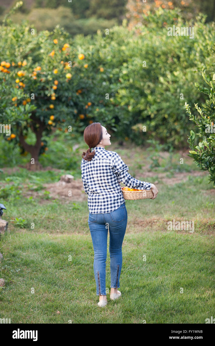 Darstellung einer Frau zu Fuß mit einem Korb voller Mandarinen unter dem Arm auf das Orange Feld zurück Stockfoto