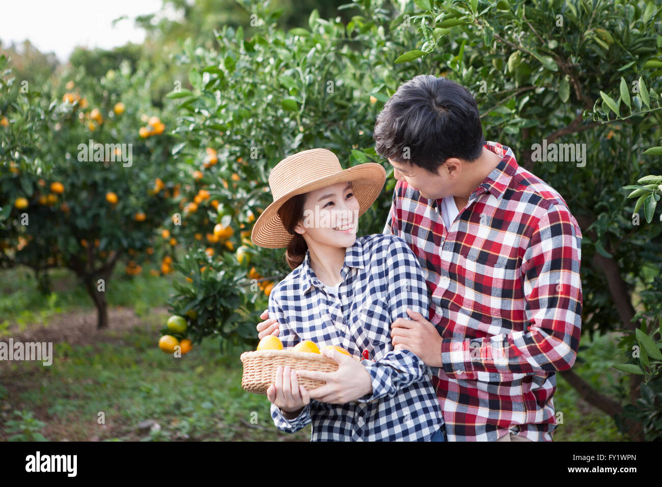 Mann umarmt eine Frau in einen Hut mit einem Korb voller Mandarinen von ihr hinter im Feld Mandarine Stockfoto
