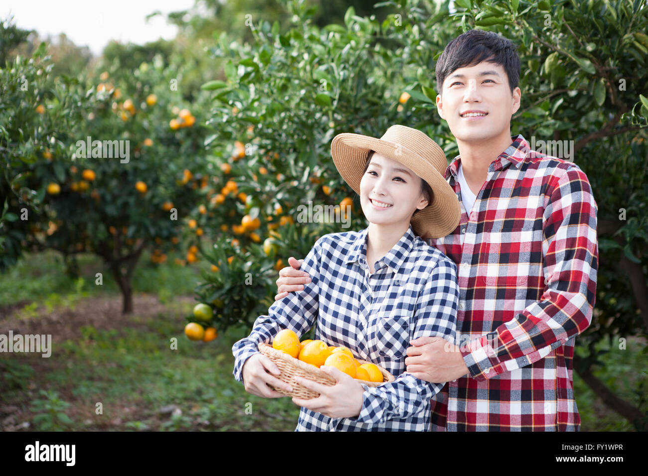 Mann umarmt eine Frau in einen Hut mit einem Korb voller Mandarinen von ihr hinter bei der Mandarine Feld beide auf der Suche, bis Stockfoto