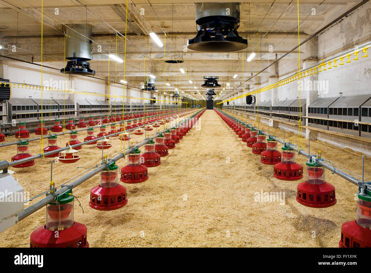 Moderne und neue automatisierte integrierte Geflügelfarm Stockfoto