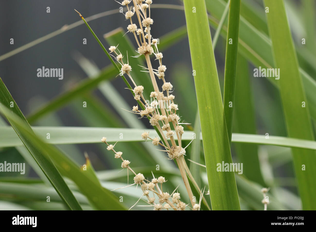 Lomandra Longifolia oder auch Langusten-Kopf Mat-Rush, Korb Grass Stockfoto