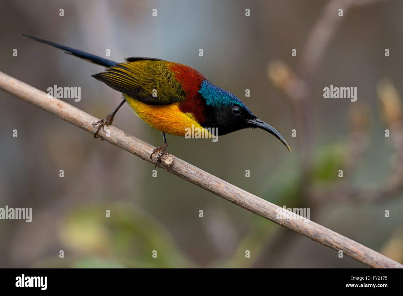 schöne Sunbird Fütterung auf rote Rhododendren, Singalila Nationalpark, Indien Stockfoto