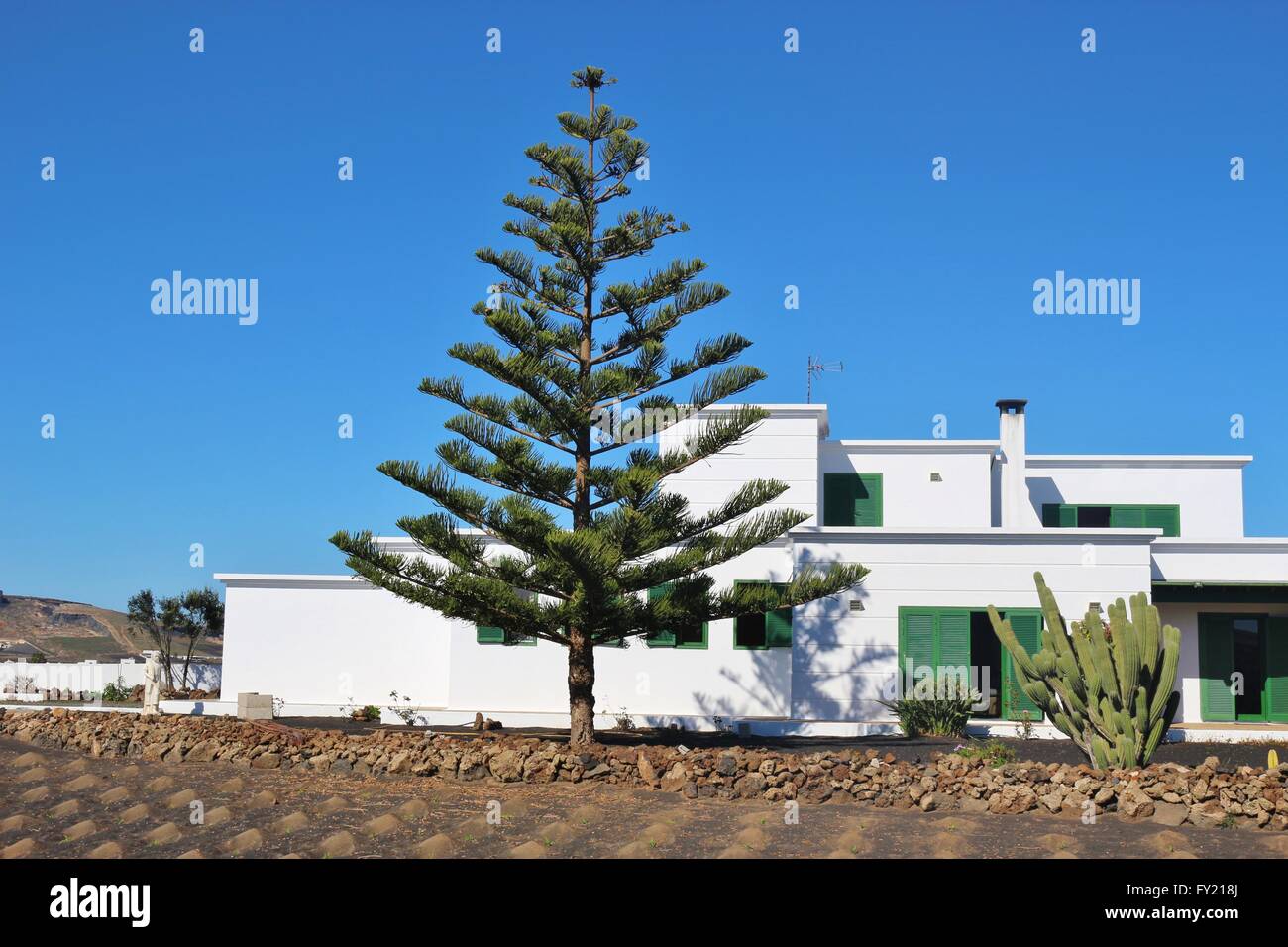 Schöne Araucaria, Feld und typischen weißen Haus auf Lanzarote, Kanarische Inseln, Spanien. Stockfoto