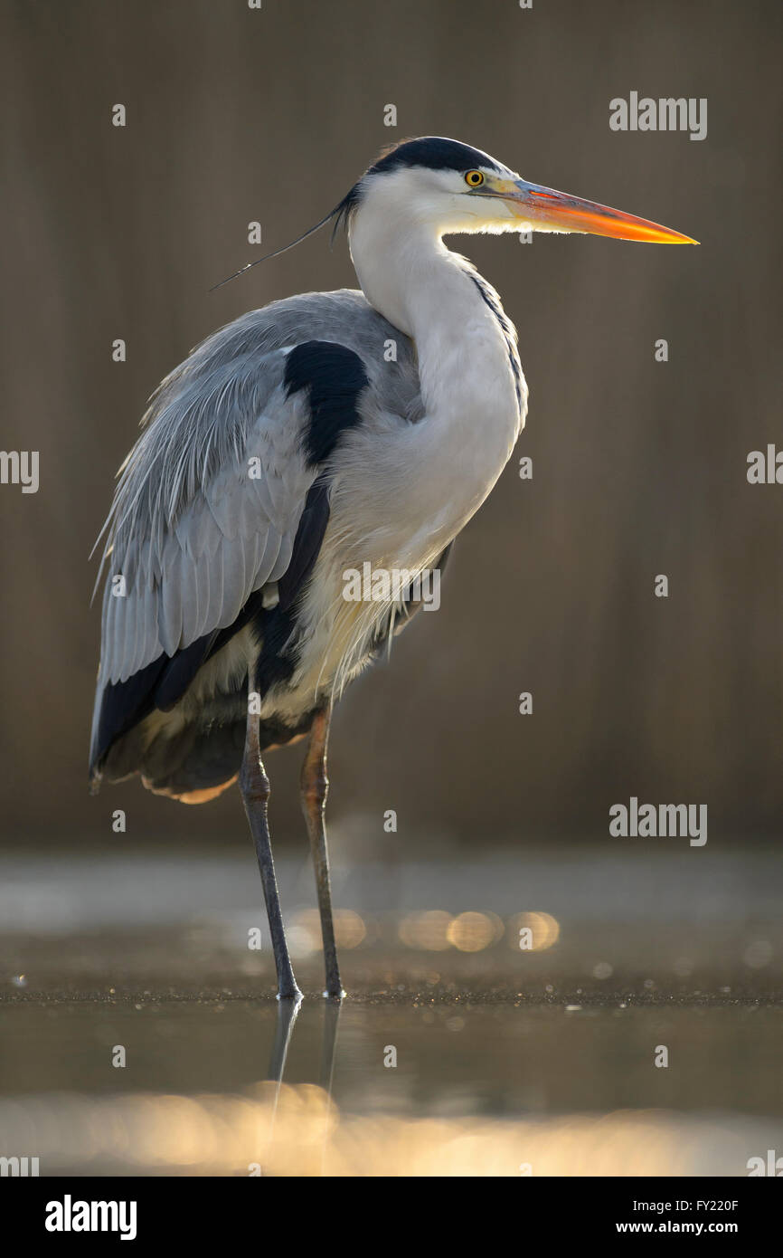 Graureiher (Ardea Cinerea), stehend im Wasser bei Gegenlicht, Nationalpark Kiskunság, Ungarn Stockfoto