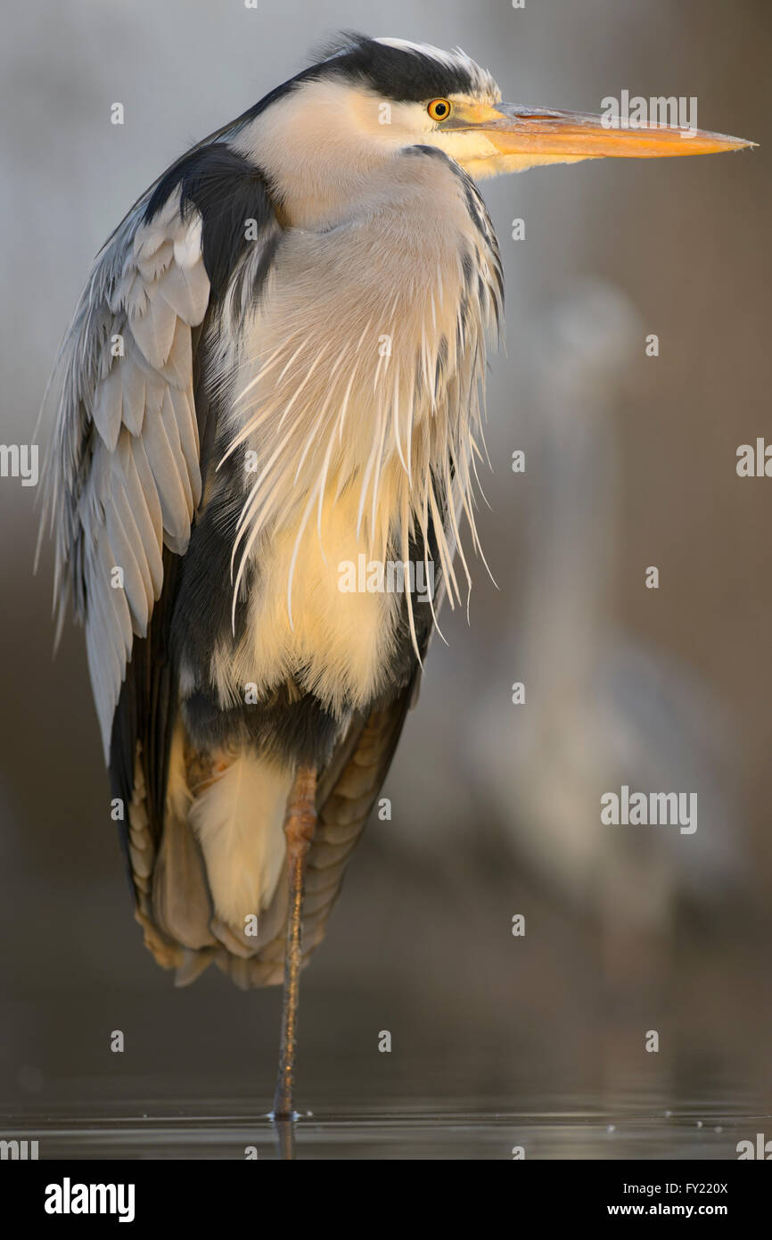 Graue Reiher (Ardea Cinerea), stehend im Wasser im Morgenlicht, Nationalpark Kiskunság, Ungarn Stockfoto