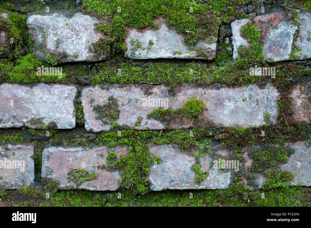 Trockenmauer, Moos Stockfoto